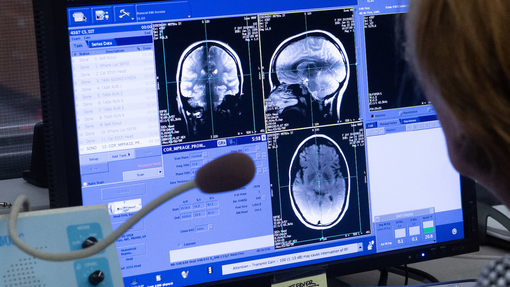 Human Brain workshop